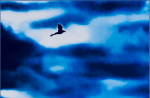 Silhouette d’un oiseau évoquant le travail de mémoire cellulaire